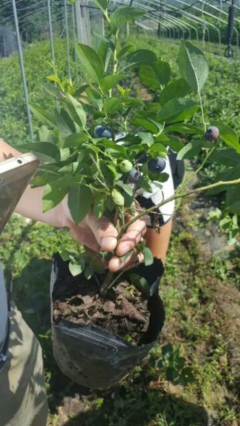 蓝莓苗10cm以下0.5~1年
