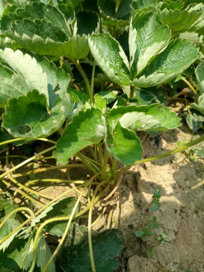 红颜草莓苗南方大棚草莓苗种植基地批发章姬草莓苗品种牛奶草