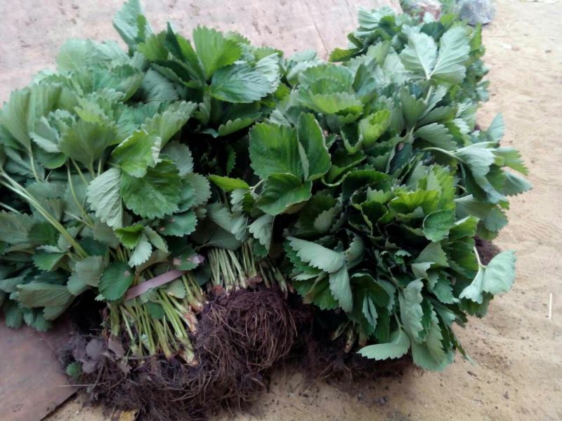 红颜草莓苗南方大棚草莓苗种植基地批发章姬草莓苗品种牛奶草