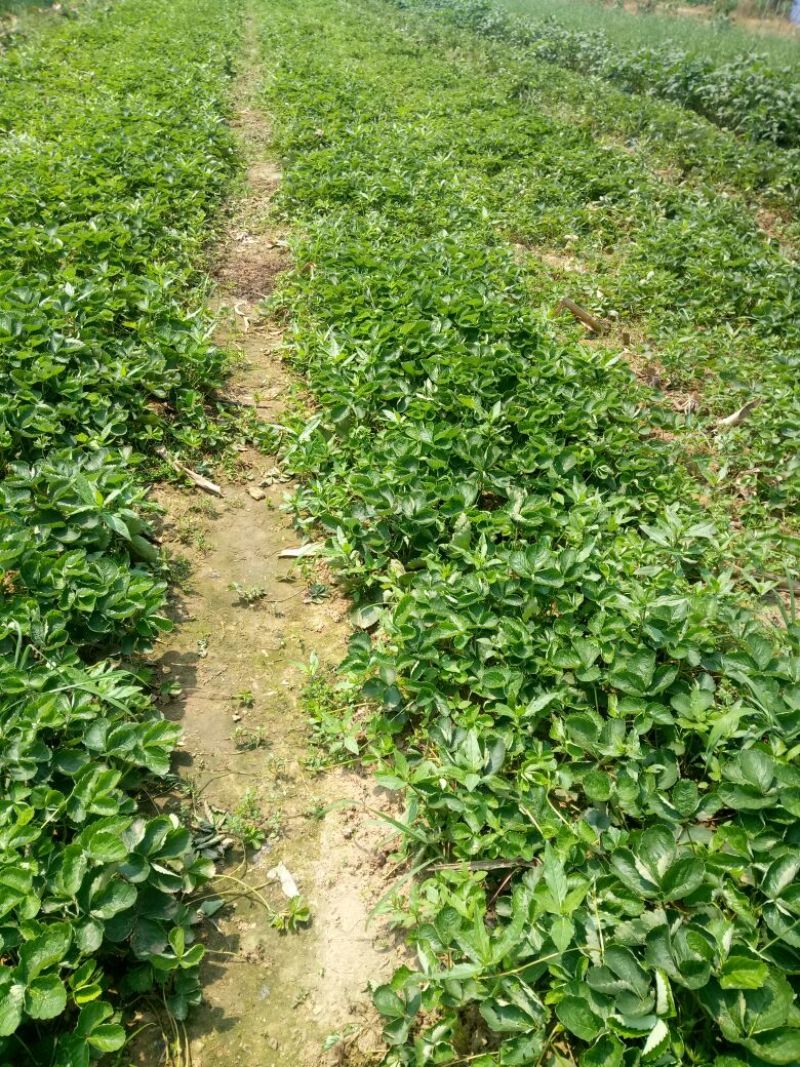 红颜草莓苗南方大棚草莓苗种植基地批发章姬草莓苗品种牛奶草