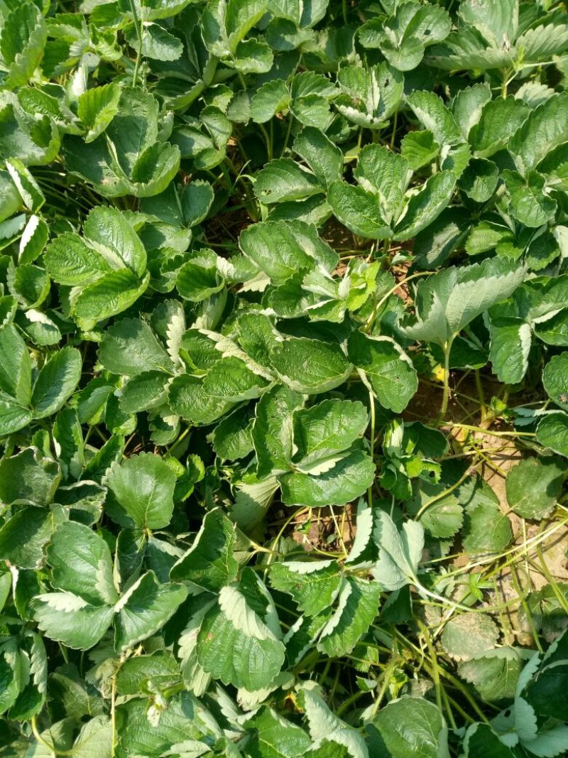 红颜草莓苗南方大棚草莓苗种植基地批发章姬草莓苗品种牛奶草