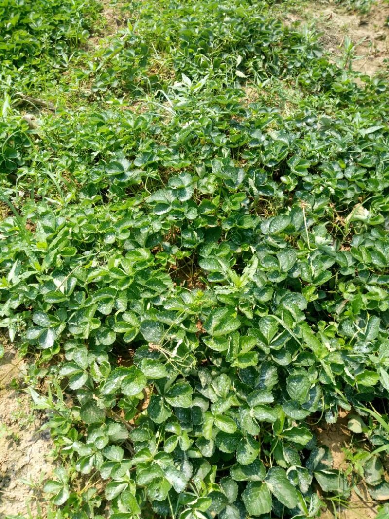 红颜草莓苗南方大棚草莓苗种植基地批发章姬草莓苗品种牛奶草