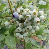 蓝莓苗北高从蓝莓苗50厘米