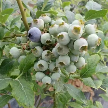 蓝莓苗北高从蓝莓苗50厘米