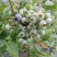 蓝莓苗北高从蓝莓苗50厘米