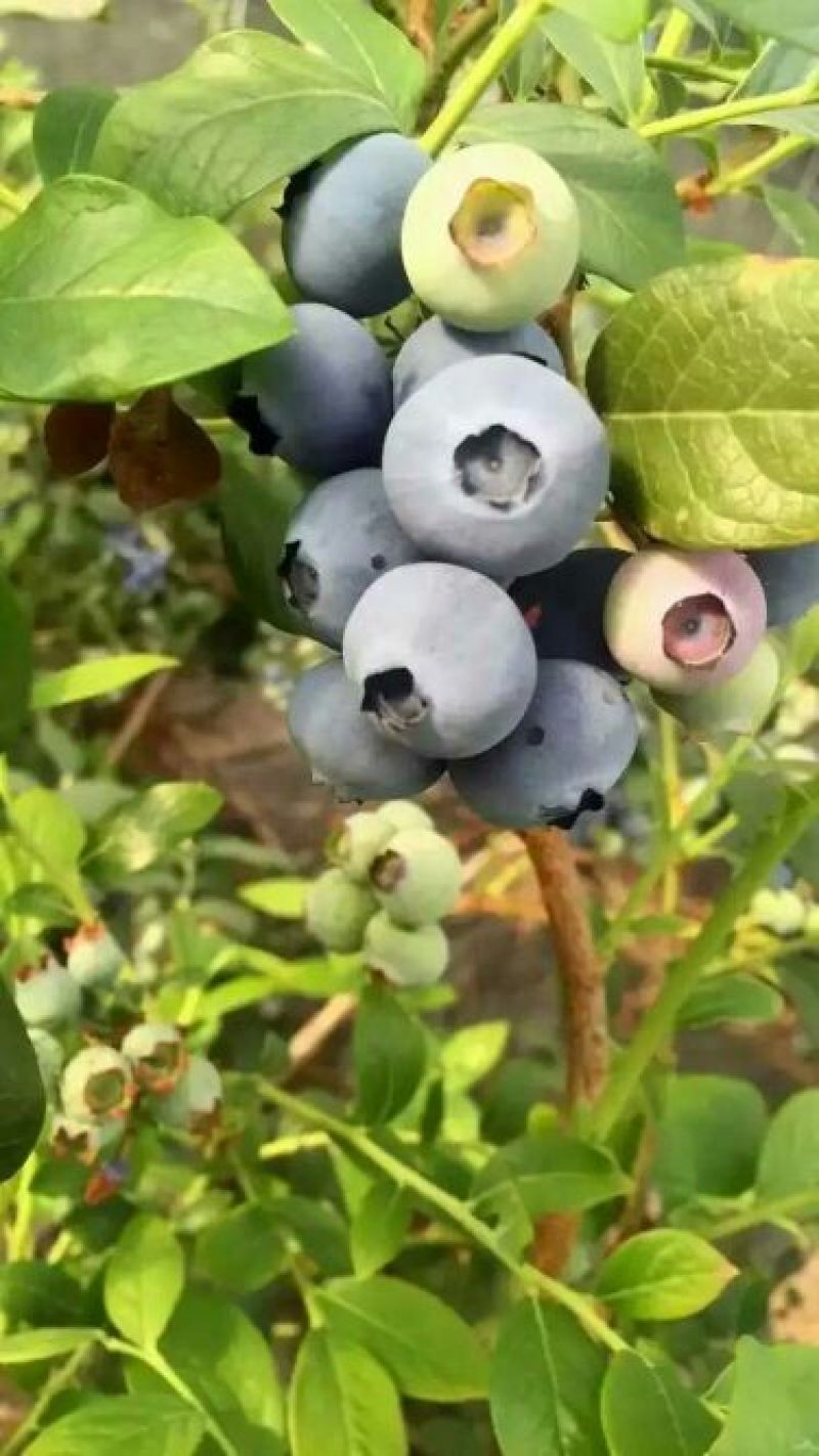 蓝莓苗北高从蓝莓苗50厘米
