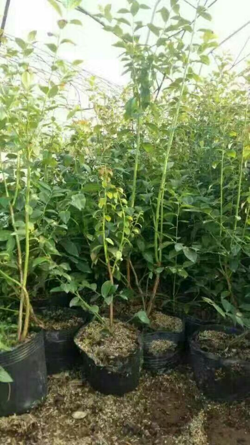 蓝莓苗北高从蓝莓苗50厘米