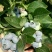 蓝莓苗北高从蓝莓苗50厘米