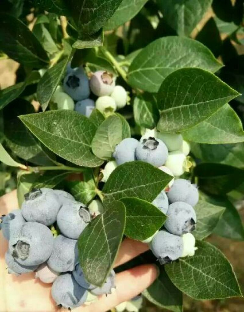 蓝莓苗北高从蓝莓苗50厘米