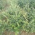 蓝莓苗北高从蓝莓苗50厘米