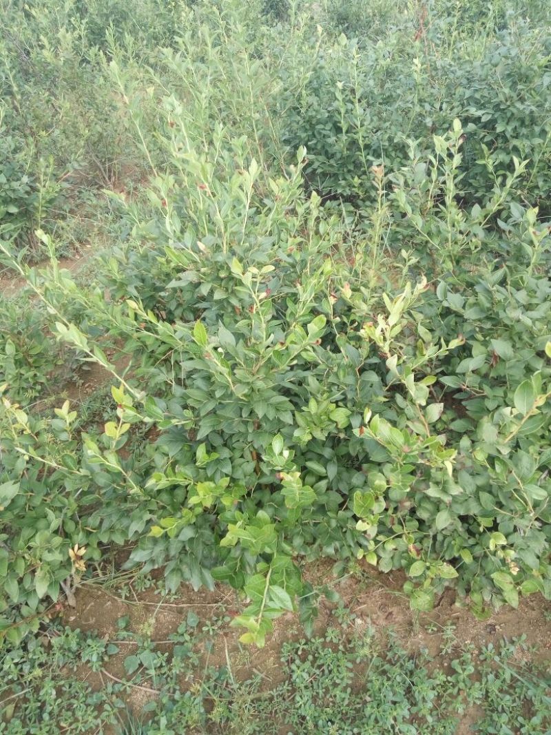 蓝莓苗北高从蓝莓苗50厘米