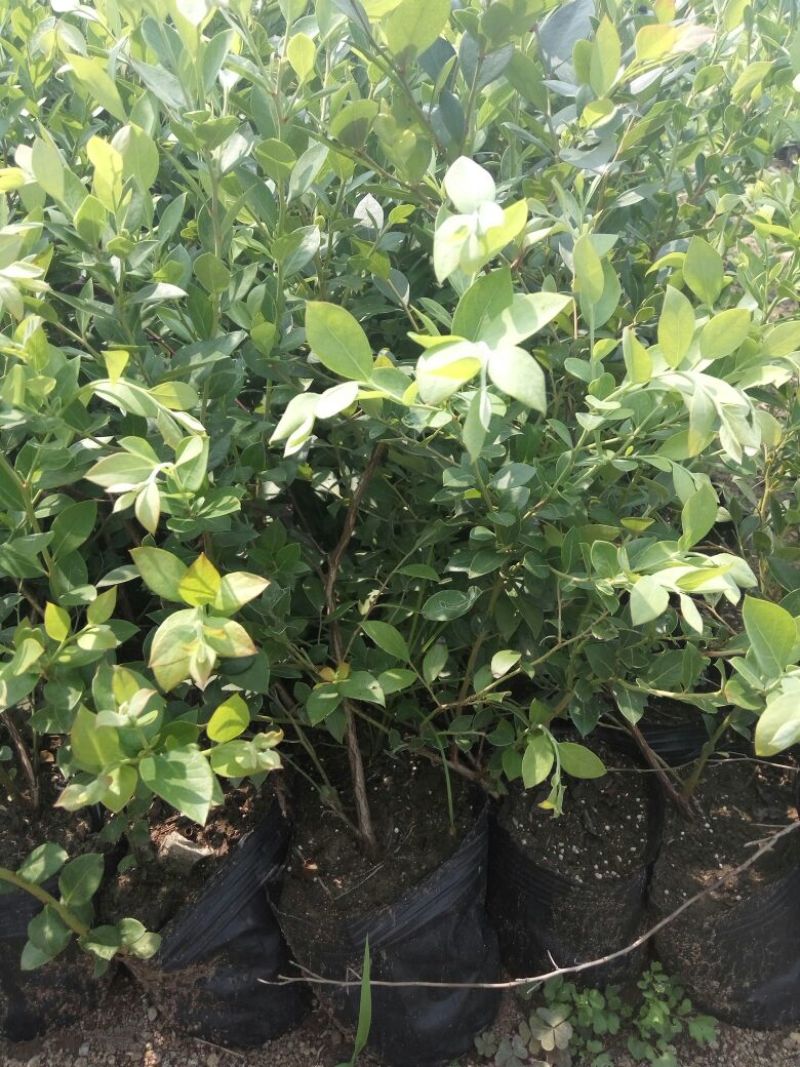 蓝莓苗北高从蓝莓苗50厘米