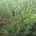 蓝莓苗北高从蓝莓苗50厘米