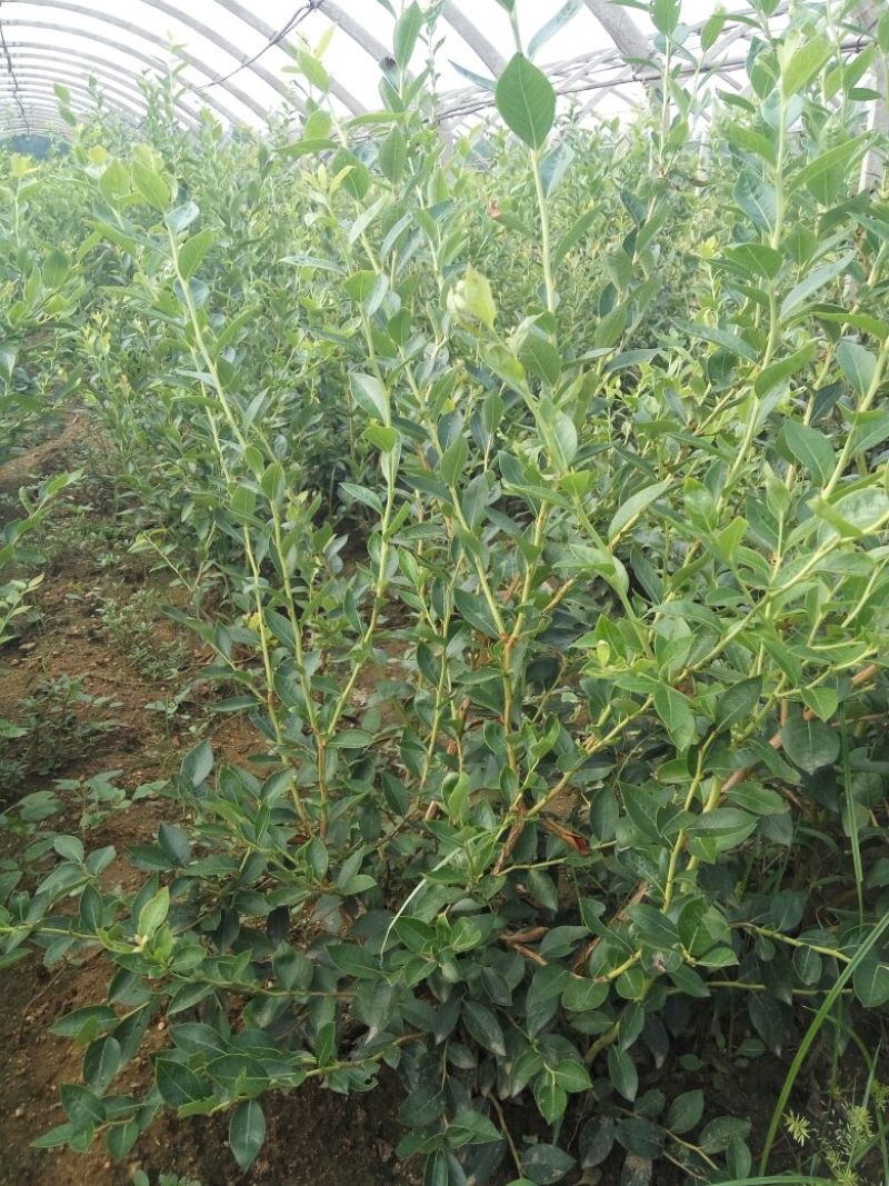 蓝莓苗北高从蓝莓苗50厘米
