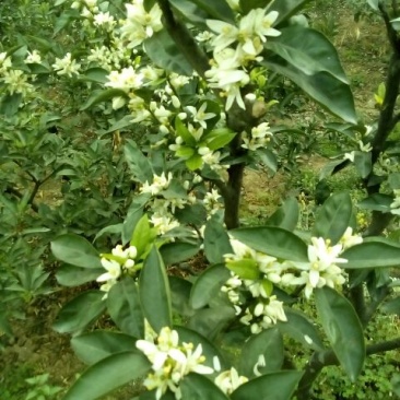 特早蜜橘5.5~6cm