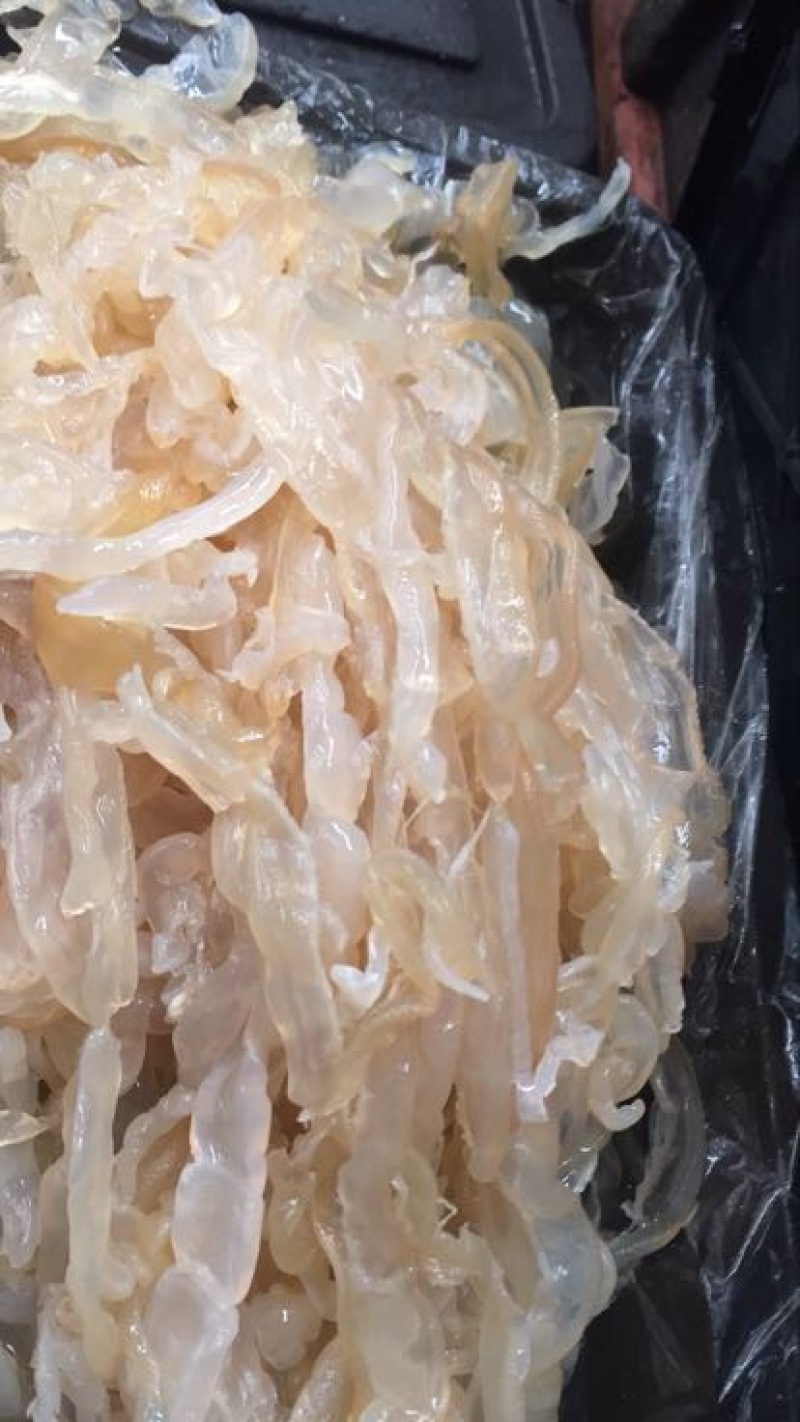 海蜇食用鲜活