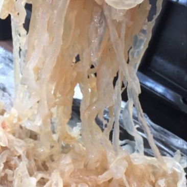 海蜇食用鲜活