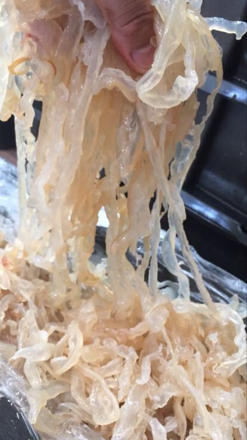 海蜇食用鲜活