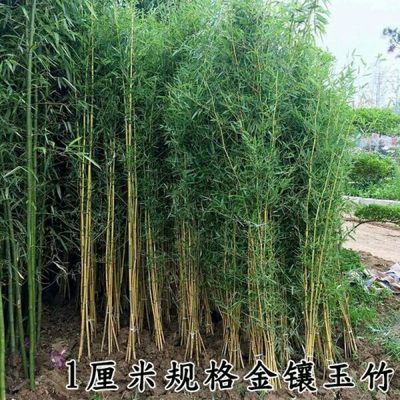 紫竹苗80cm以上