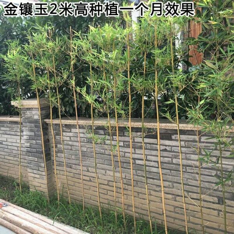 紫竹苗80cm以上