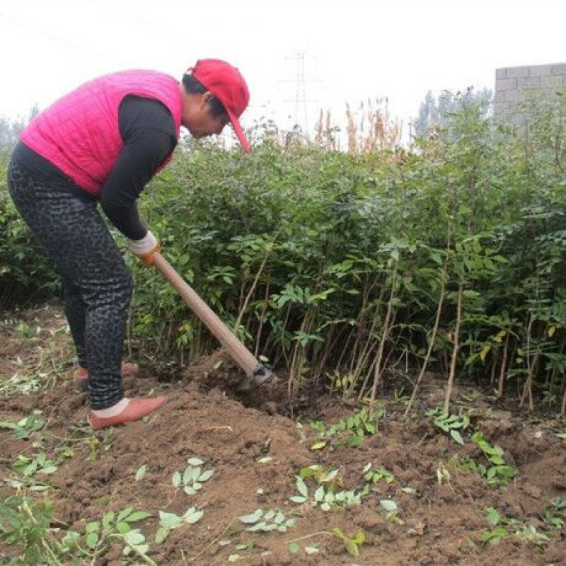 花椒苗，基地直供现挖现卖，死苗补发，诚信经营合作共赢。