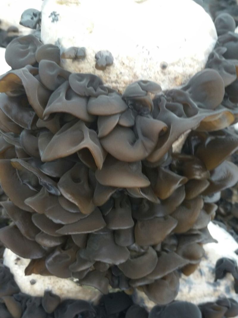 黑木耳一级