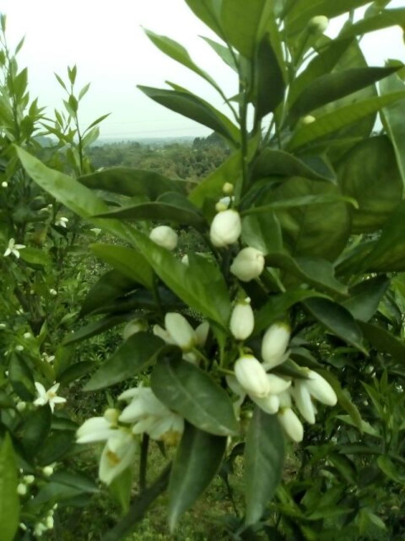 特早蜜橘5.5~6cm