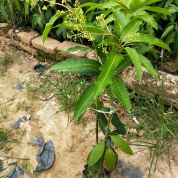芒果苗1~1.5m