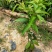 芒果苗1~1.5m