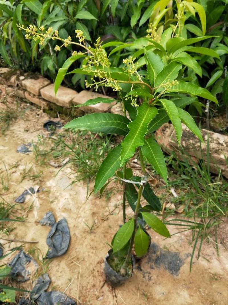 芒果苗1~1.5m