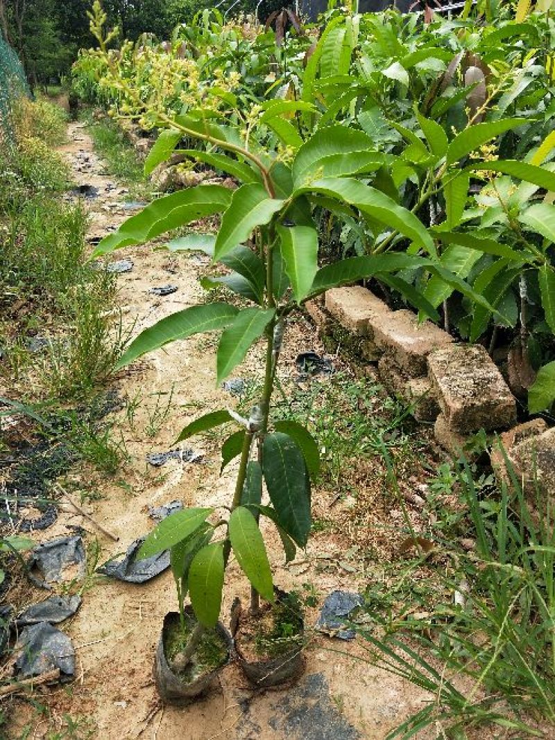 芒果苗1~1.5m