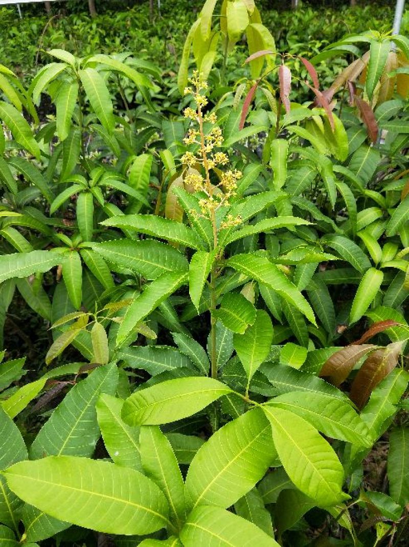 芒果苗1~1.5m