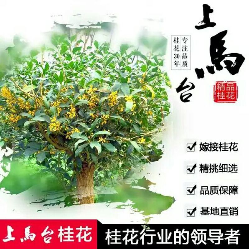 金桂花树苗50~80cm