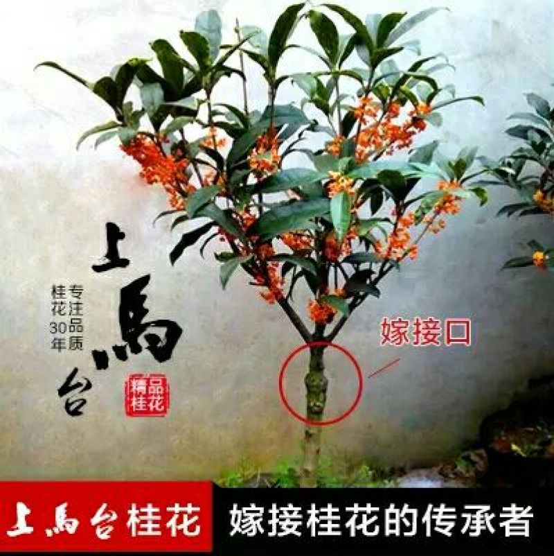 金桂花树苗50~80cm