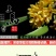 金桂花树苗50~80cm