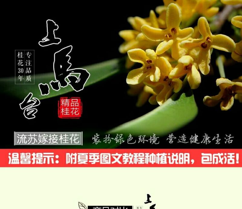 金桂花树苗50~80cm