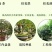 金桂花树苗50~80cm