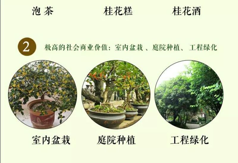 金桂花树苗50~80cm
