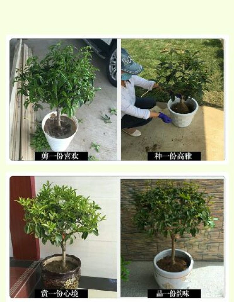 金桂花树苗50~80cm