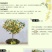 金桂花树苗50~80cm