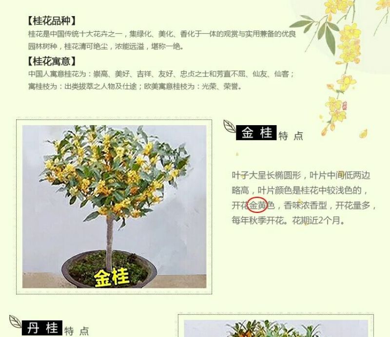 金桂花树苗50~80cm