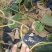 东红猕猴桃树苗0.4~0.6cm30~35cm嫁接苗