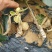 东红猕猴桃树苗0.4~0.6cm30~35cm嫁接苗