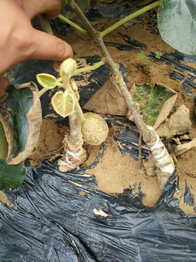 东红猕猴桃树苗0.4~0.6cm30~35cm嫁接苗