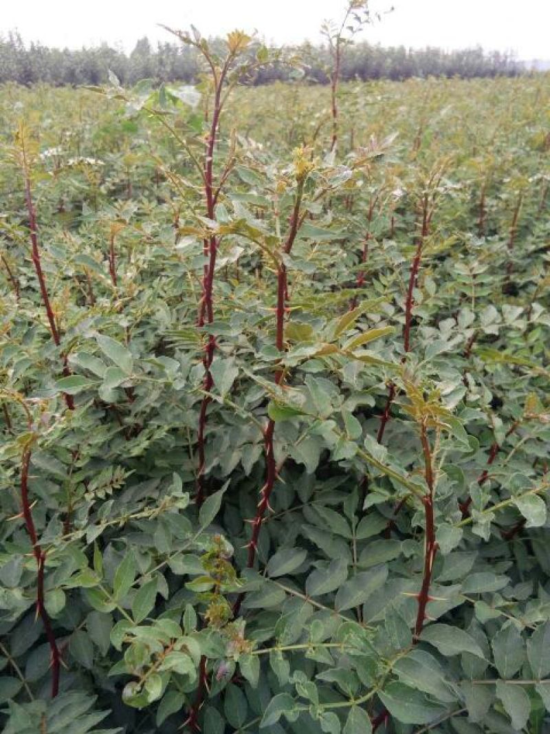 花椒苗1~2年
