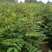 花椒苗1~2年