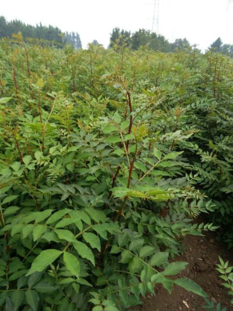 花椒苗1~2年