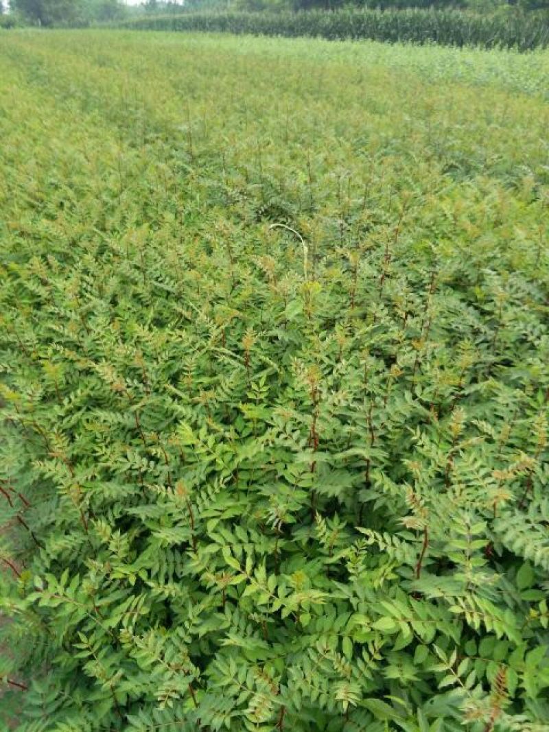 花椒苗1~2年