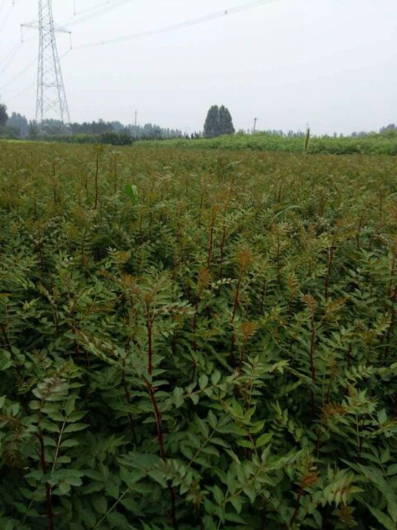 花椒苗1~2年