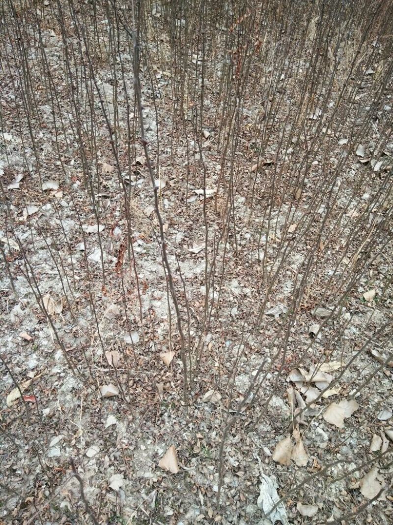 花椒苗1~2年